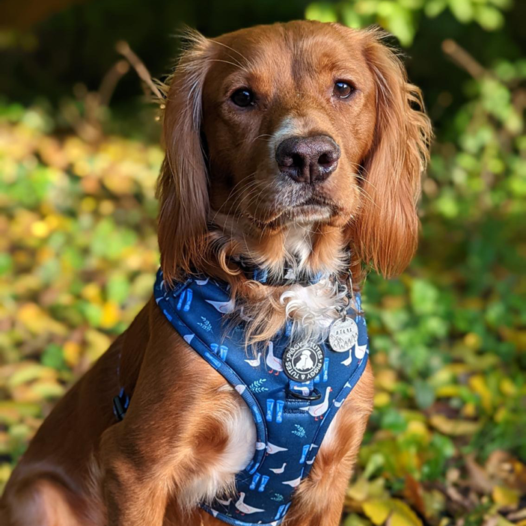 D Ring Adjustable Harness - Duck Duck Goose - Piggy & Tutes