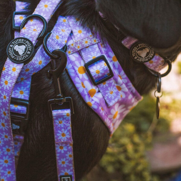 Collar Crazy Daisy Piggy & Tutes