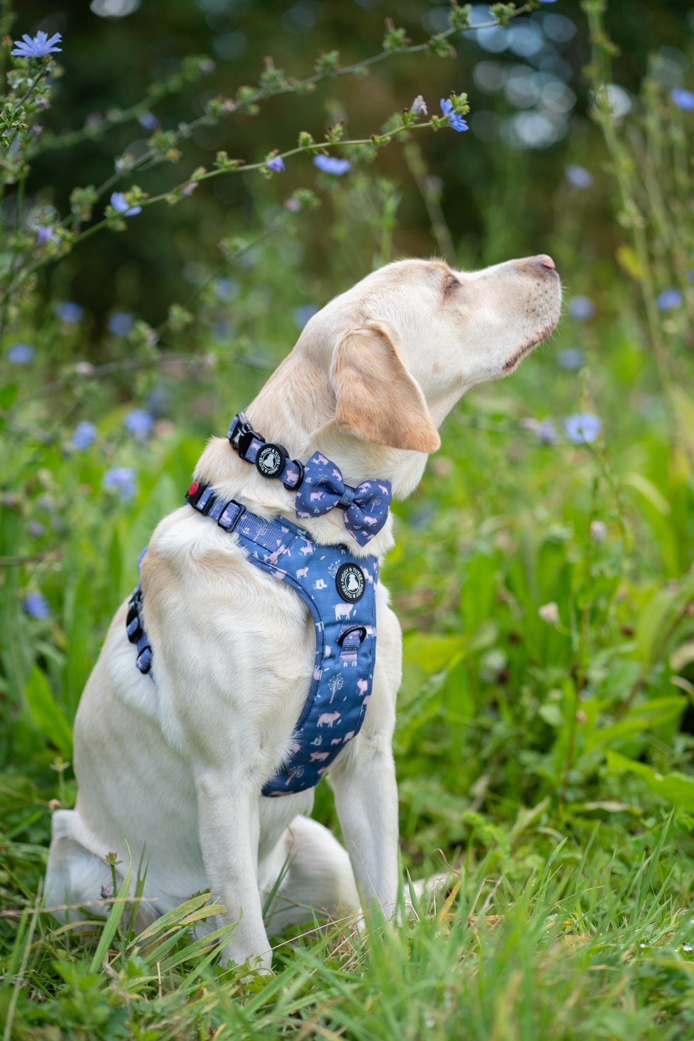 Collar - Little Piggy - Image 3