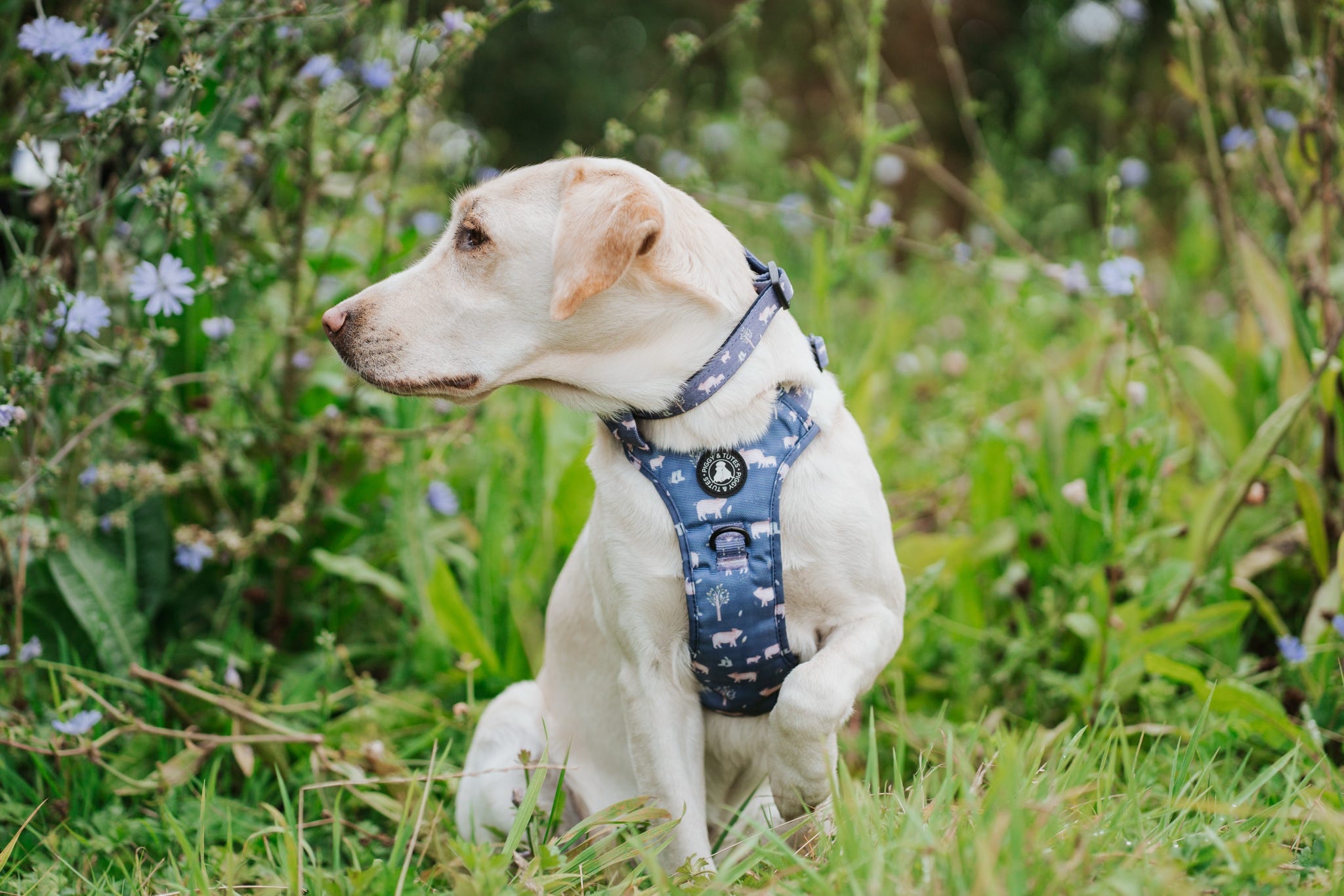 Tough Piggy Harness - Little Piggy - Image 2