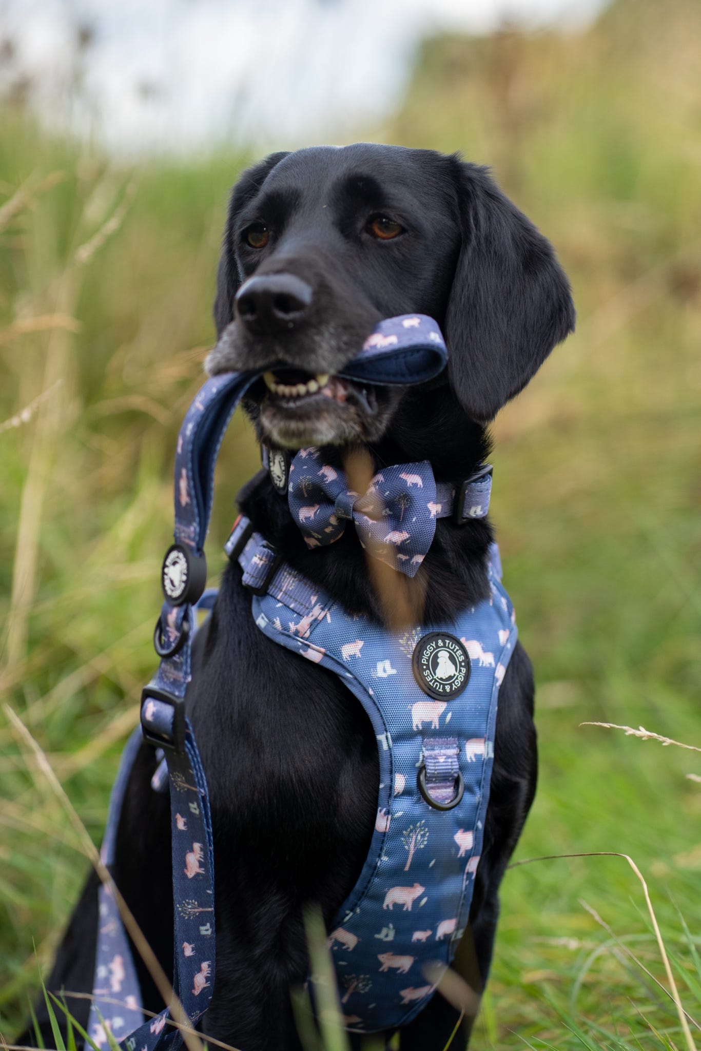 Tough Piggy Harness - Little Piggy - Image 6